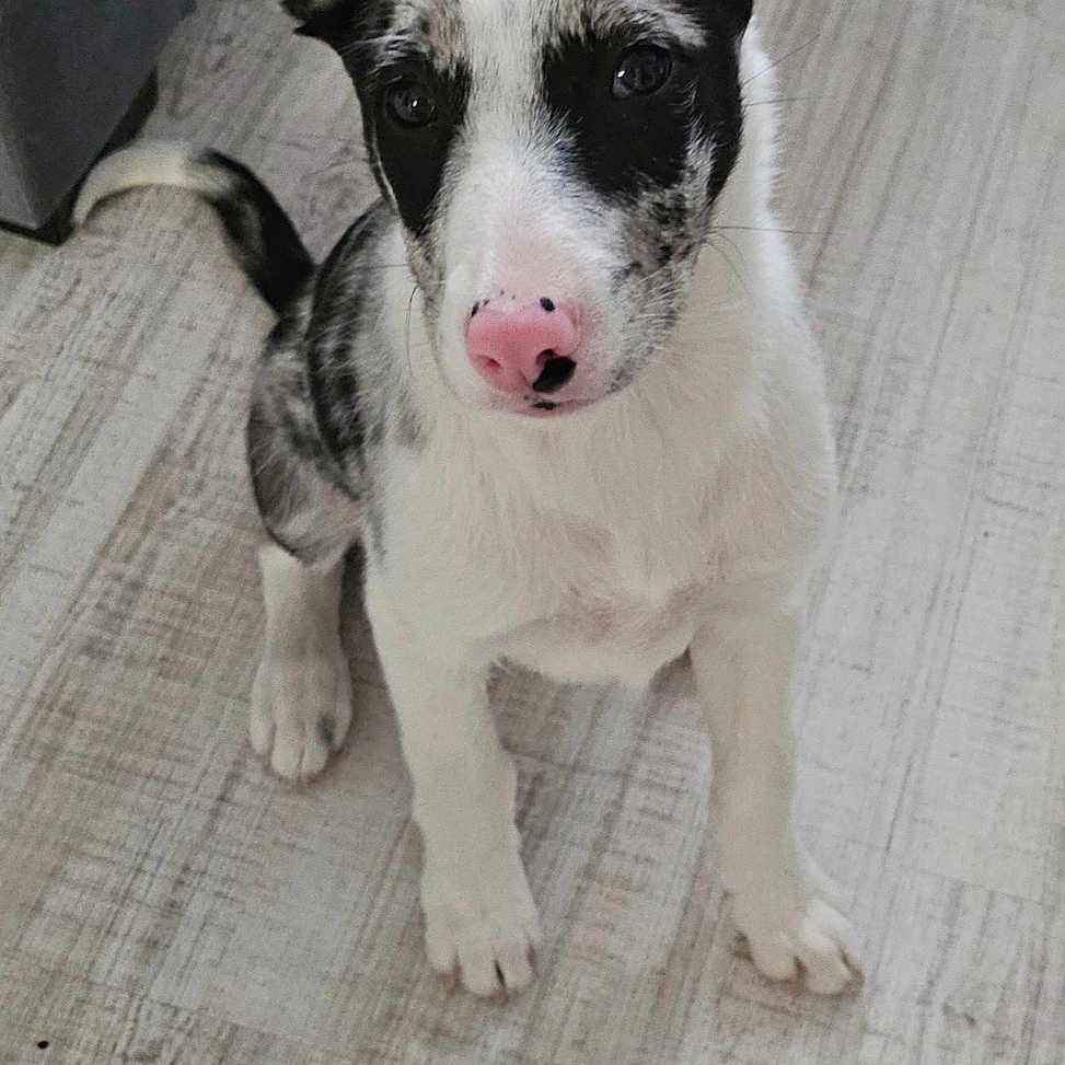 Aïko a rejoint le concours — aidez-le/la à gagner de superbes lots ! adorable, alert, animal, black_and_white, canine, companion, curious, cute, dog, domestic_animal, ears, floor, fur, indoor, looking_up, pet, pink_nose, puppy, sitting, young_dog