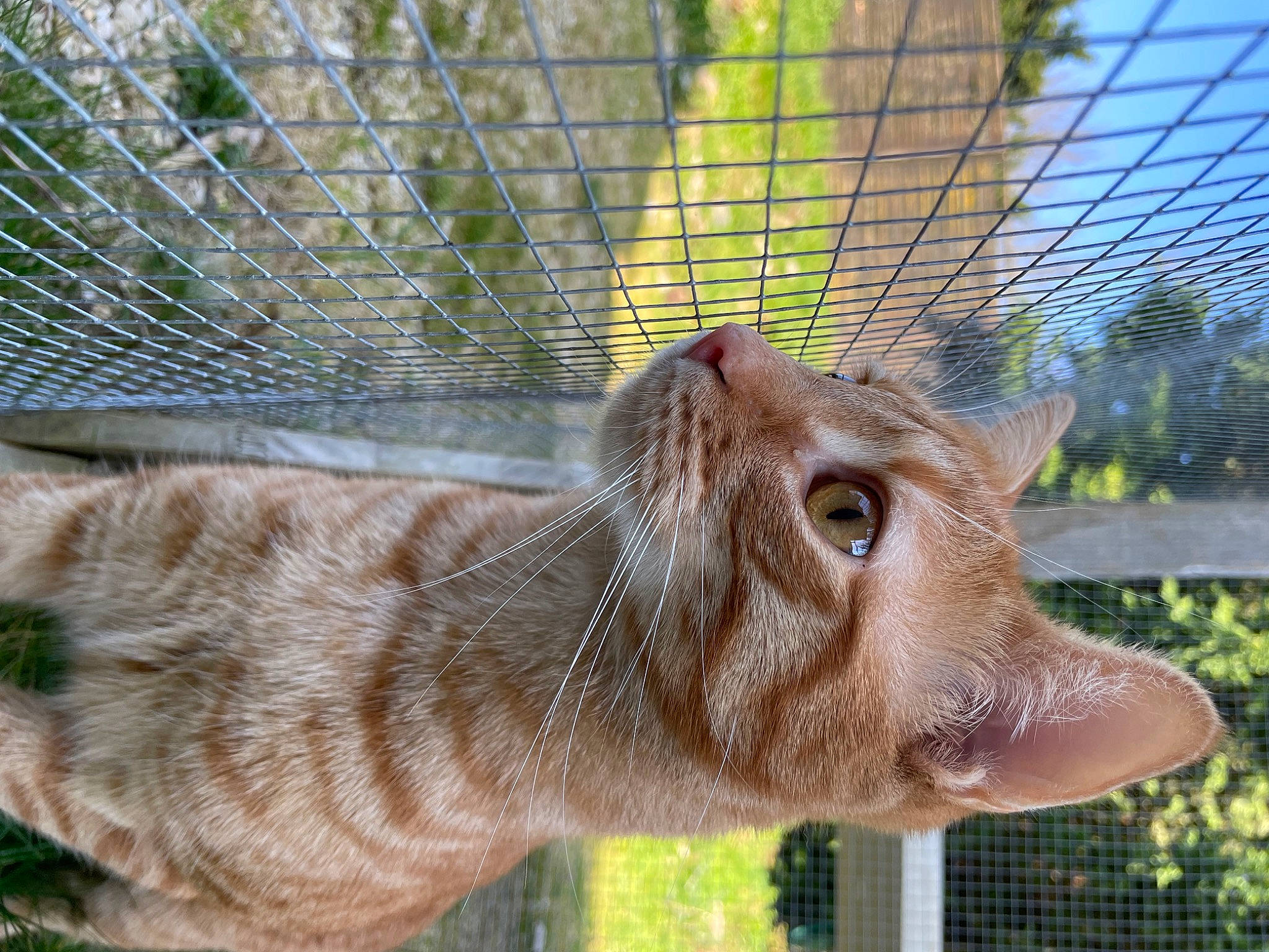 Crochet participe au concours pour gagner de l'argent avec cette photo : carnivore, cat, close_up, ear, eye, fawn, felidae, grass, liver, mammal, mesh, plant, small_to_medium_sized_cats, snout, tail, terrestrial_animal, tree, vertebrate, whiskers, wildlife
