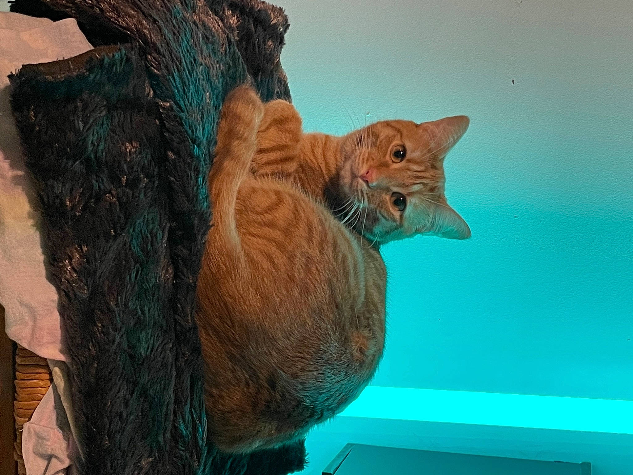 Crochet participe au concours pour gagner de l'argent avec cette photo : art, artifact, azure, carnivore, cat, creative_arts, fawn, felidae, metal, sculpture, small_to_medium_sized_cats, statue, tail, terrestrial_animal, toy, visual_arts, whiskers, window, wood, working_animal