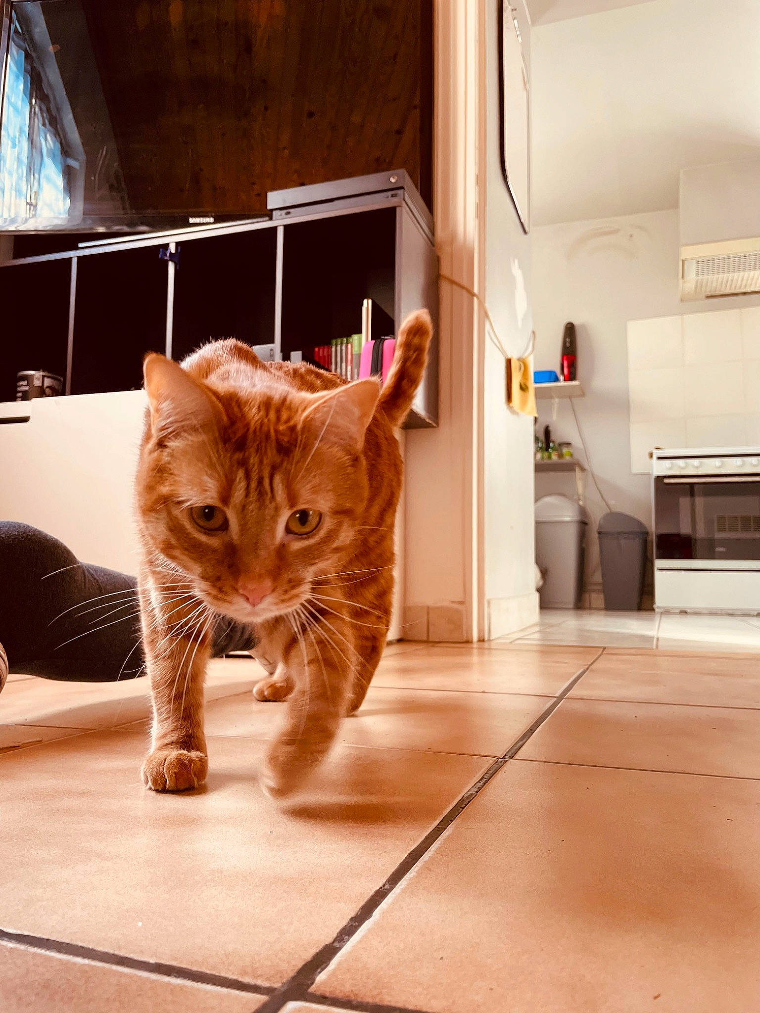 Crochet participe au concours pour gagner de l'argent avec cette photo : cardboard, carnivore, cat, comfort, domestic_short_haired_cat, fawn, felidae, floor, flooring, fur, hardwood, interior_design, pet_supply, small_to_medium_sized_cats, snout, tail, tints_and_shades, whiskers, window, wood