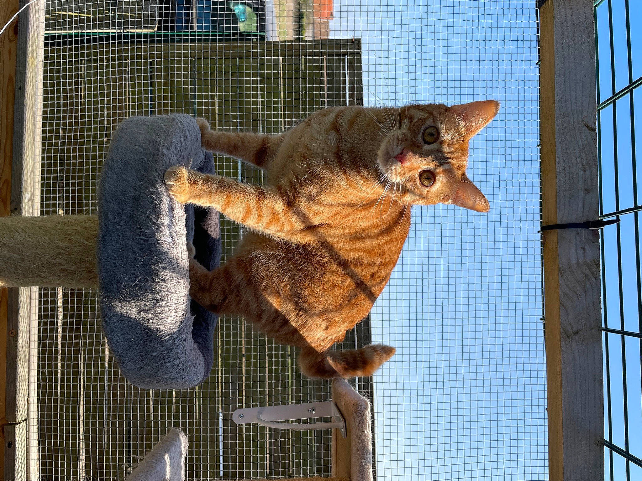 Crochet participe au concours pour gagner de l'argent avec cette photo : animal_shelter, carnivore, cat, dog_breed, domestic_short_haired_cat, fawn, felidae, fur, mammal, mesh, pet_supply, small_to_medium_sized_cats, snout, tail, tree, whiskers, wildlife, window, wire_fencing, wood