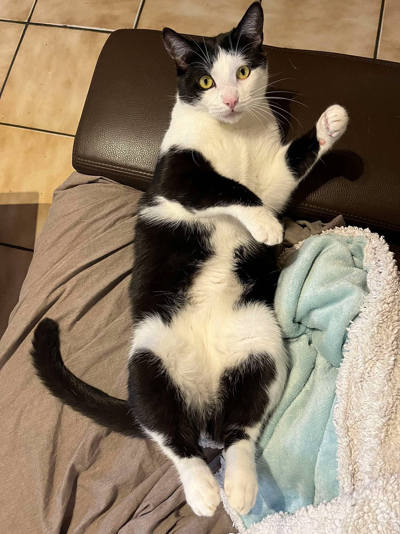 Nascar participe au concours pour gagner de l'argent avec cette photo : black_cat, carnivore, cat, comfort, domestic_short_haired_cat, eye, felidae, flooring, fur, head, human_leg, lap, linens, mammal, paw, sitting, small_to_medium_sized_cats, tail, vertebrate, whiskers