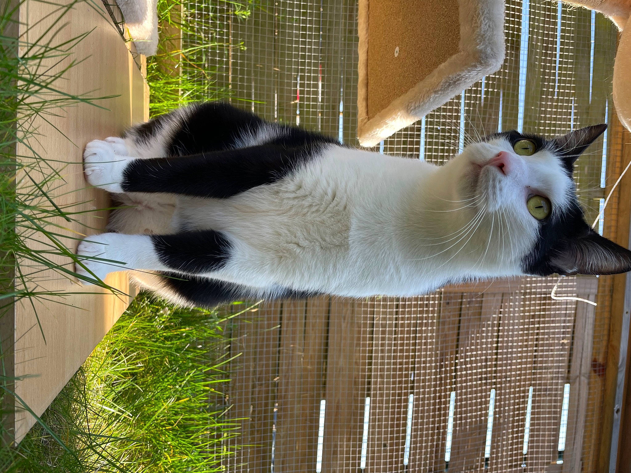 Nascar a rejoint le concours — aidez-le/la à gagner de superbes lots ! animal_shelter, cage, carnivore, cat, domestic_short_haired_cat, felidae, fur, grass, natural_material, panda, pet_supply, plant, small_to_medium_sized_cats, snout, tail, terrestrial_animal, tree, twig, whiskers, window