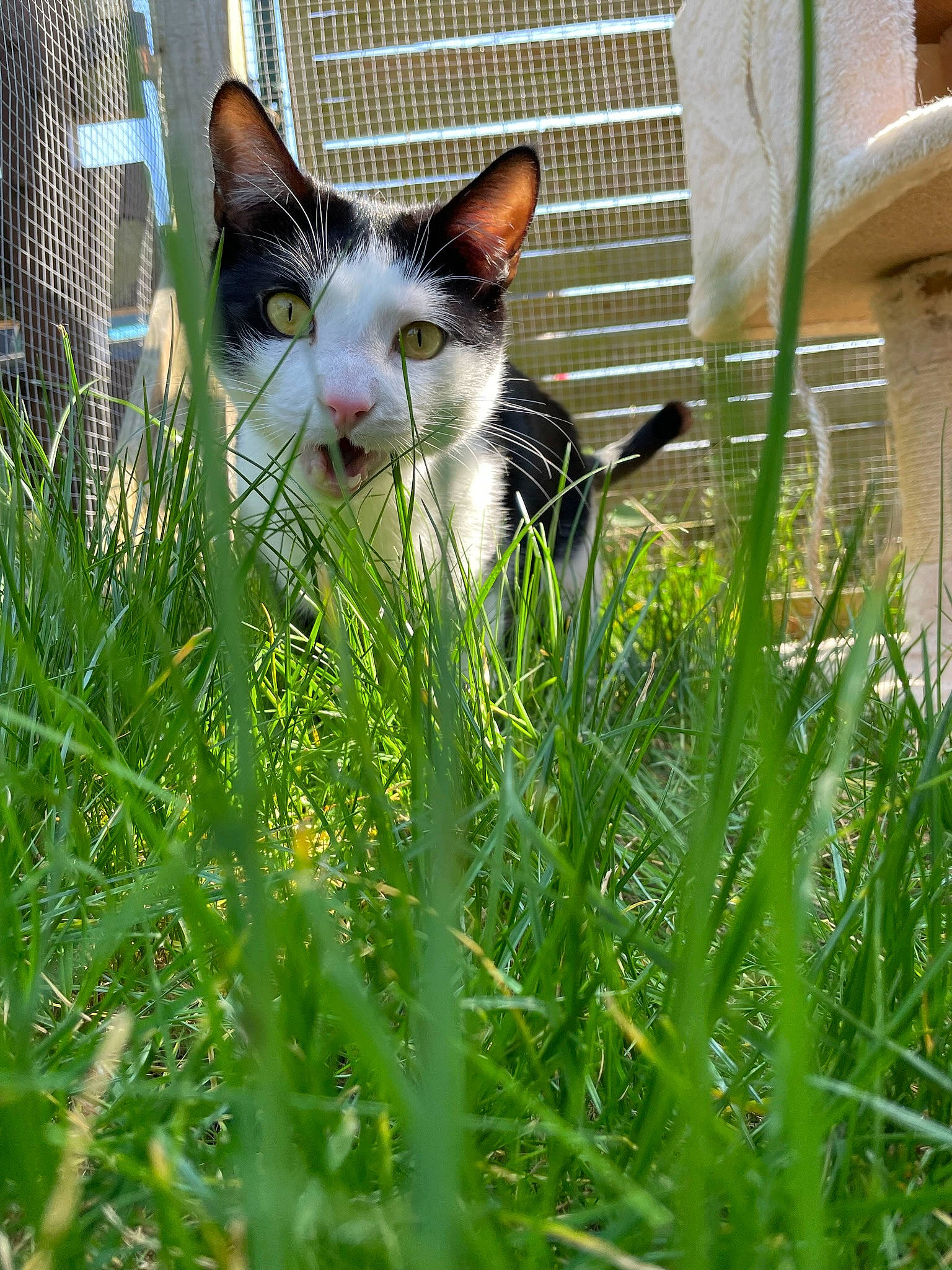 Nascar a rejoint le concours — aidez-le/la à gagner de superbes lots ! carnivore, cat, domestic_short_haired_cat, felidae, fur, garden, grass, grass_family, grassland, groundcover, herbaceous_plant, lawn, meadow, people_in_nature, plant, shrub, small_to_medium_sized_cats, tail, terrestrial_plant, whiskers