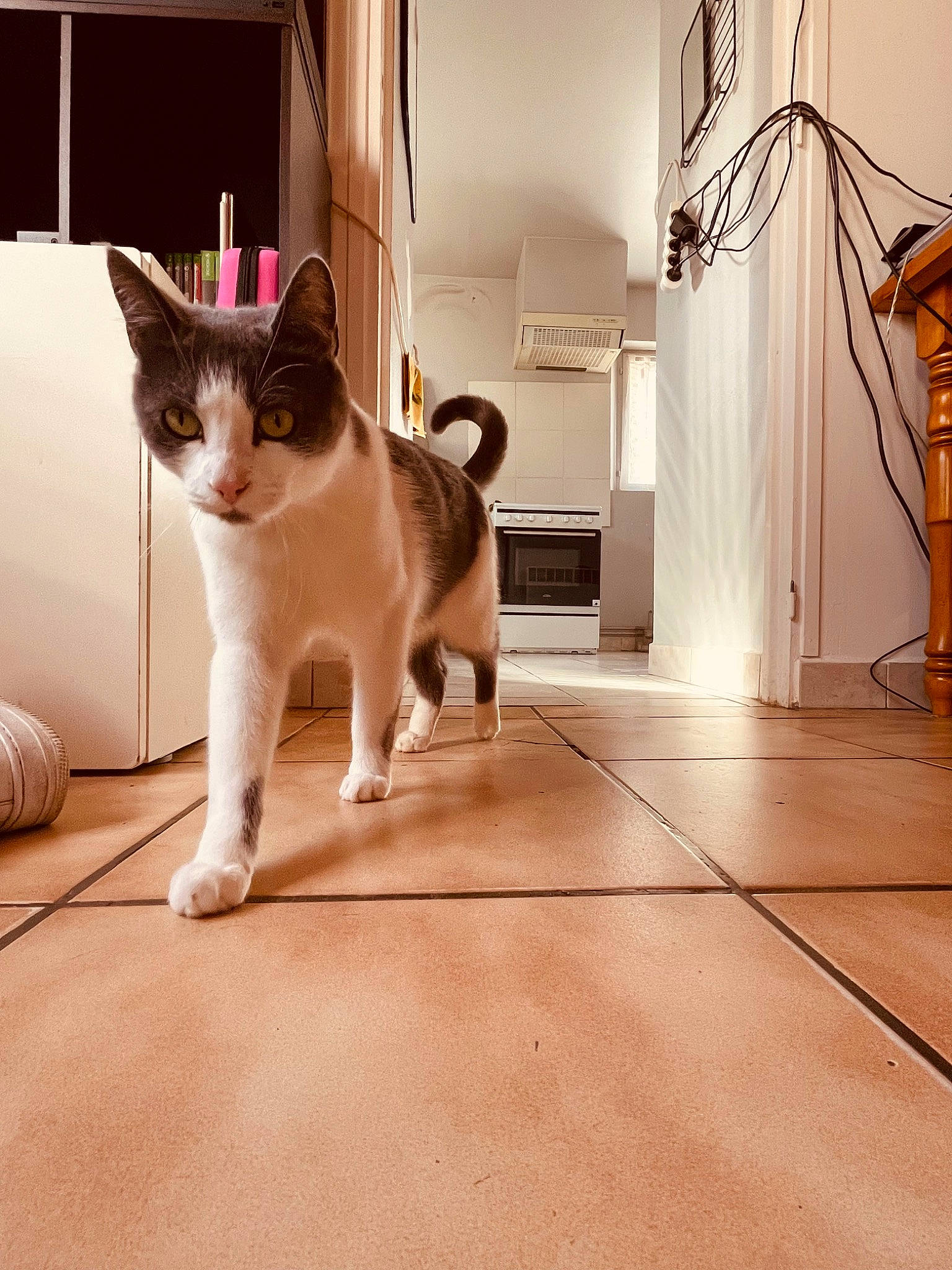 Grisouille participe au concours pour gagner de l'argent avec cette photo : ball, box, carnivore, cat, domestic_short_haired_cat, felidae, floor, flooring, fur, hardwood, metal, paw, room, small_to_medium_sized_cats, snout, tail, whiskers, window, wood, wood_flooring