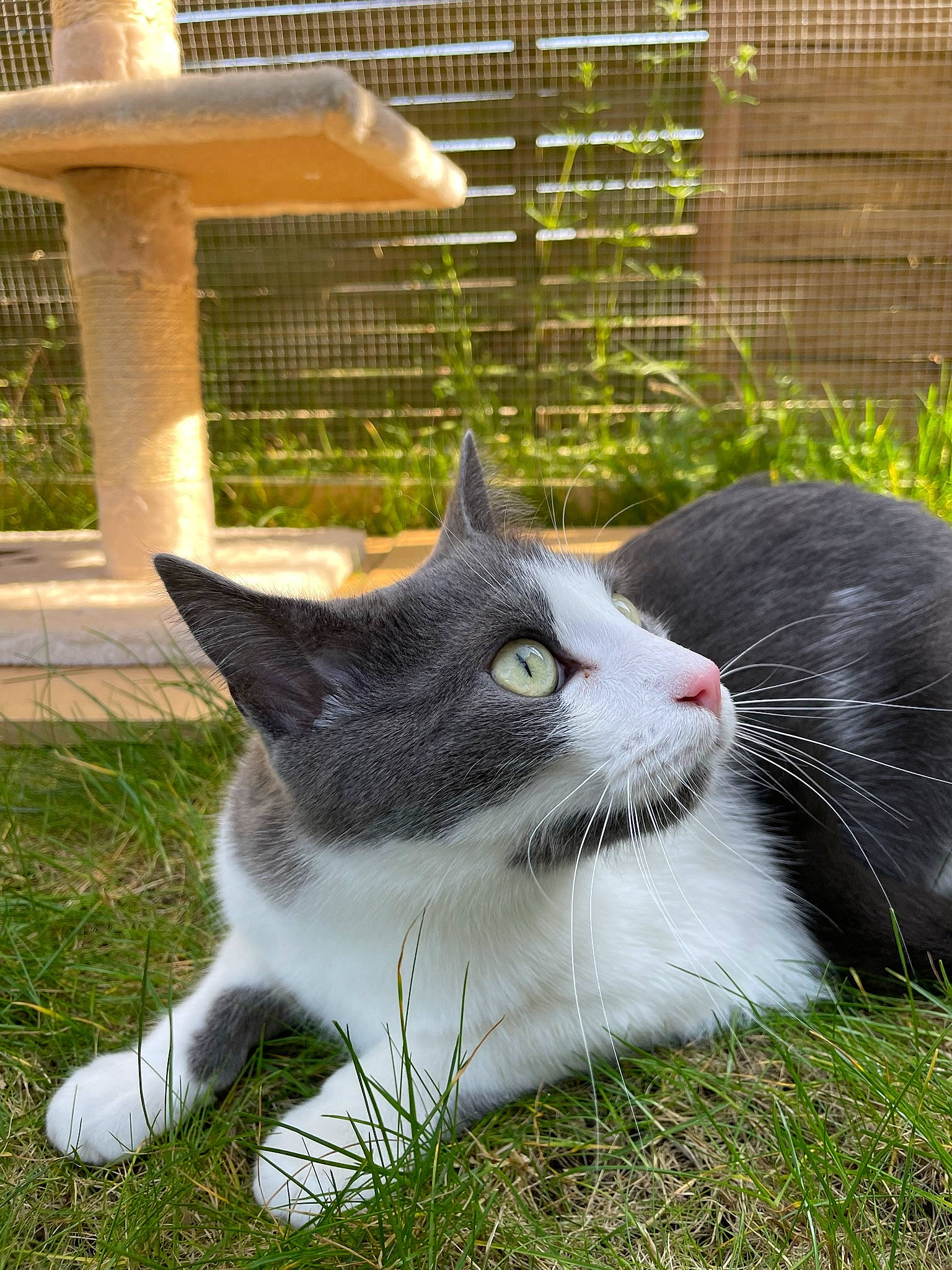 Grisouille participe au concours pour gagner de l'argent avec cette photo : carnivore, cat, domestic_short_haired_cat, eye, felidae, fur, garden, grass, herb, paw, pet_supply, plant, sitting, small_to_medium_sized_cats, snout, tail, terrestrial_animal, whiskers, wildlife, window