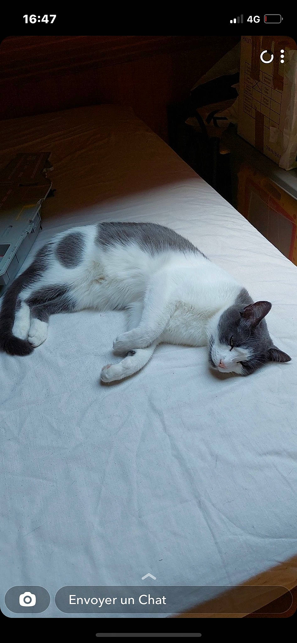 Grisouille a rejoint le concours — aidez-le/la à gagner de superbes lots ! bedding, canidae, carnivore, cat, claw, comfort, domestic_short_haired_cat, felidae, flooring, fur, grey, linens, nap, paw, room, sleep, small_to_medium_sized_cats, snout, tail, whiskers