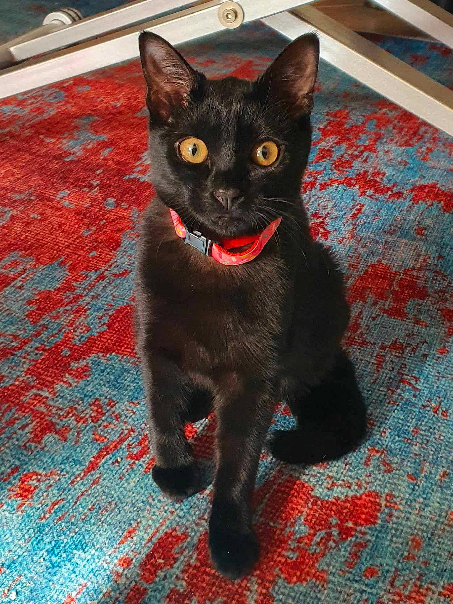 Scarlet participe au concours pour gagner de l'argent avec cette photo : black_cat, bombay, carmine, carnivore, cat, claw, dog_breed, domestic_short_haired_cat, felidae, flooring, fur, pattern, paw, small_to_medium_sized_cats, snout, tail, terrestrial_animal, whiskers