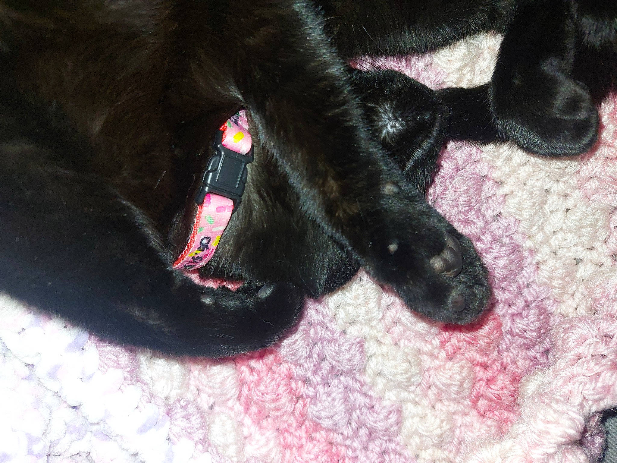 Scarlet participe au concours pour gagner de l'argent avec cette photo : ankle, canidae, carmine, claw, companion_dog, dog_breed, electric_blue, foot, fur, gesture, human_leg, leg, liver, magenta, nail, paw, snout, sporting_group, tail, toe