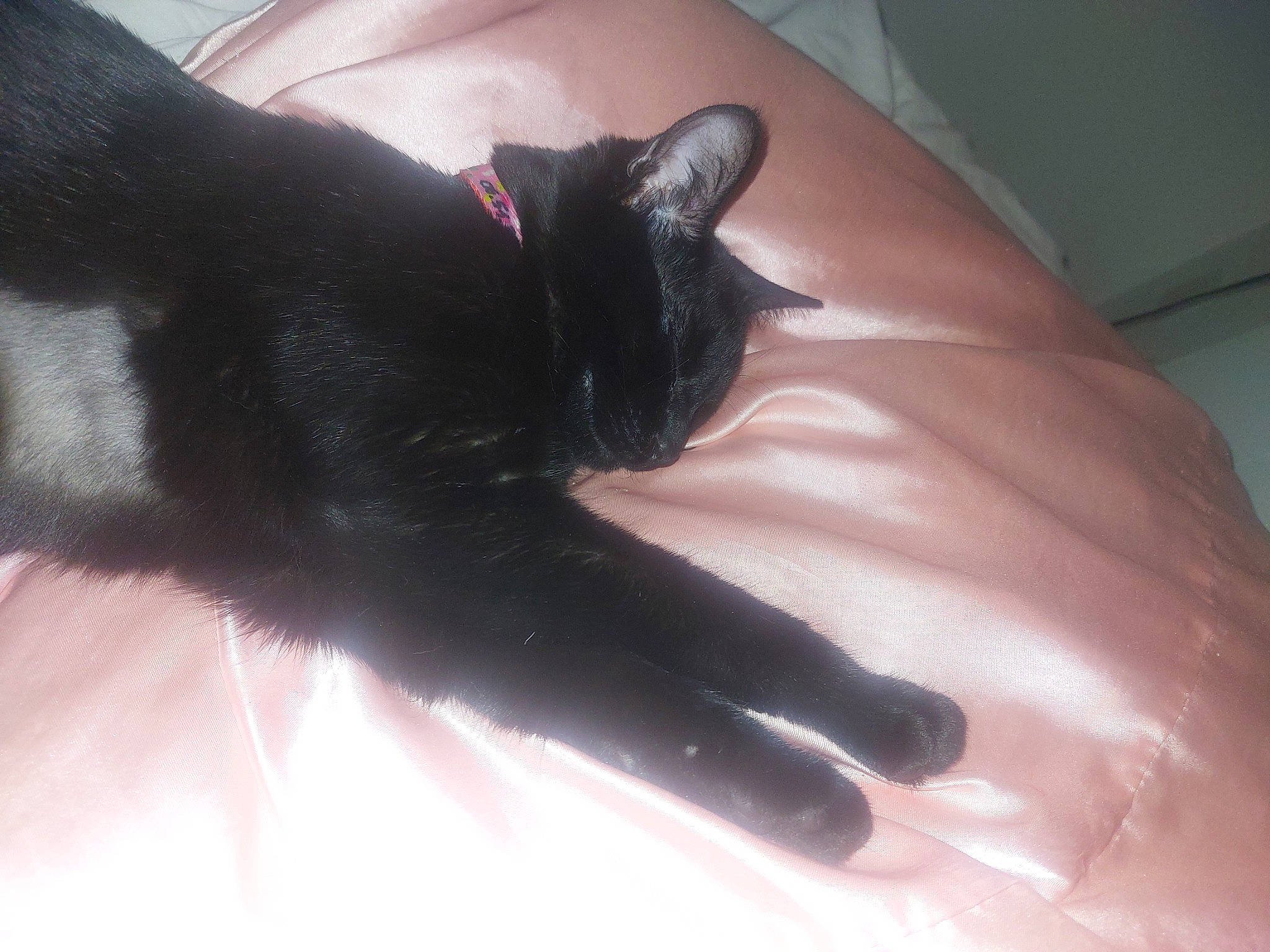 Scarlet a rejoint le concours — aidez-le/la à gagner de superbes lots ! black_cat, bombay, carnivore, cat, claw, comfort, domestic_short_haired_cat, ear, felidae, finger, fur, gesture, human_leg, nail, paw, small_to_medium_sized_cats, snout, tail, thumb, whiskers