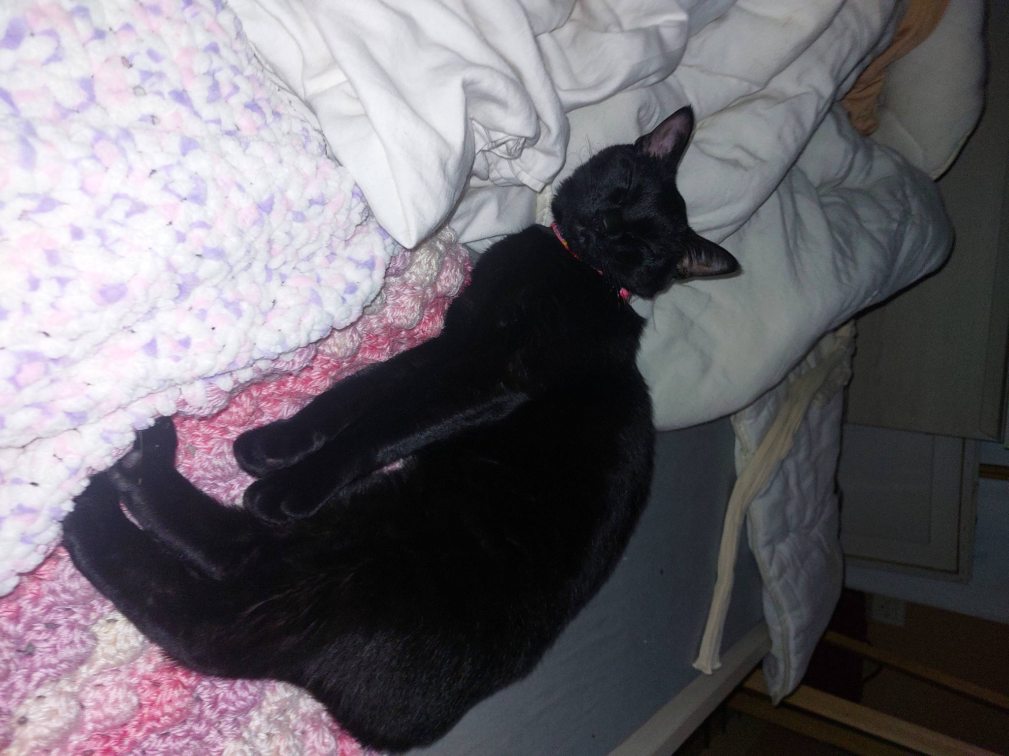 Scarlet a rejoint le concours — aidez-le/la à gagner de superbes lots ! bed, black_cat, canidae, carnivore, cat, comfort, companion_dog, dog_breed, domestic_short_haired_cat, felidae, fur, grey, linens, magenta, paw, room, sleeve, small_to_medium_sized_cats, tail, whiskers