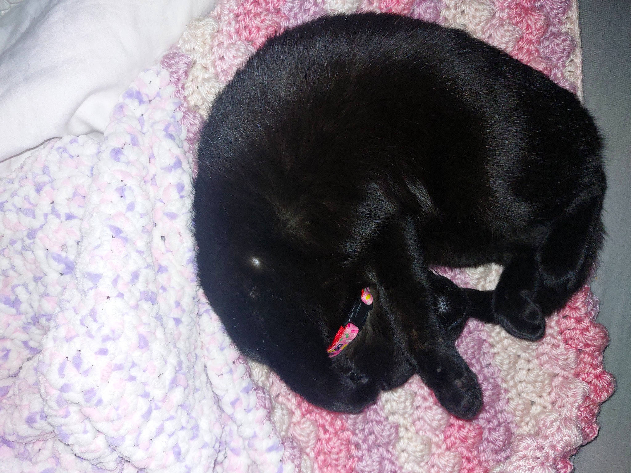 Scarlet participe au concours pour gagner de l'argent avec cette photo : black_cat, bombay, canidae, carmine, carnivore, cat, cat_supply, claw, comfort, dog_breed, felidae, fur, magenta, nap, small_to_medium_sized_cats, snout, sporting_group, tail, terrestrial_animal, whiskers