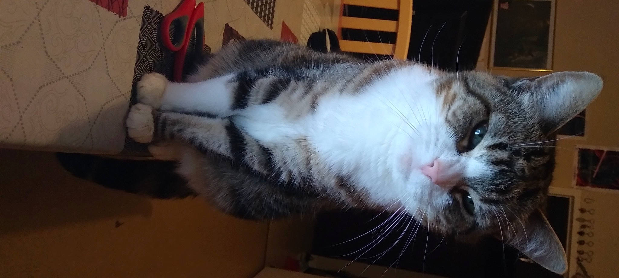 Léa participe au concours pour gagner de l'argent avec cette photo : carnivore, cat, comfort, domestic_short_haired_cat, felidae, fur, paw, small_to_medium_sized_cats, snout, tail, whiskers, window