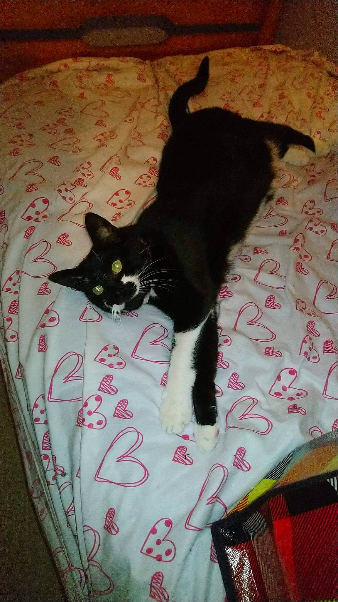 Zlatan participe au concours pour gagner de l'argent avec cette photo : bed, black_cat, carnivore, cat, cat_supply, comfort, domestic_short_haired_cat, felidae, flooring, fur, grey, linens, pattern, pet_supply, plaid, room, small_to_medium_sized_cats, tail, tartan, whiskers