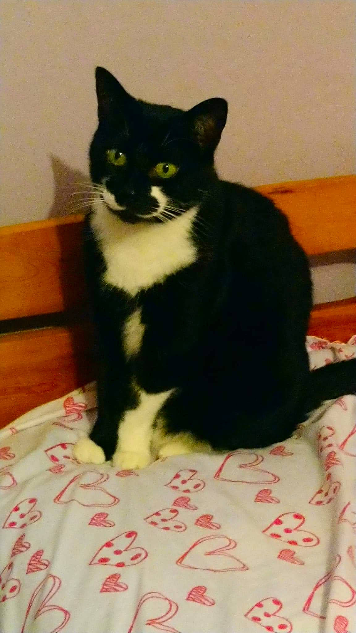 Zlatan a rejoint le concours — aidez-le/la à gagner de superbes lots ! black_cat, carnivore, cat, cat_supply, comfort, domestic_short_haired_cat, eye, felidae, flooring, fur, hair, head, iris, pet_supply, sitting, small_to_medium_sized_cats, snout, stairs, tail, whiskers