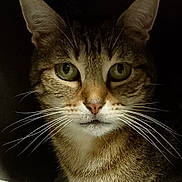 Bengal a rejoint le concours — aidez-le/la à gagner de superbes lots ! animal, cat, close_up, cozy, curious, cute, dark_background, ears, face, feline, fur, green_eyes, indoor, looking, muzzle, pet, portrait, resting, tabby, whiskers