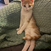 Cactus a rejoint le concours — aidez-le/la à gagner de superbes lots ! kitten, cat, orange_and_white, sitting, blanket, green, indoor, curious, wide_eyes, pet, feline, cozy, cute, fur, whiskers, paws, tail, domestic_animal, relaxed, home