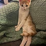 kitten, cat, orange_and_white, sitting, blanket, green, indoor, curious, wide_eyes, pet, feline, cozy, cute, fur, whiskers, paws, tail, domestic_animal, relaxed, home