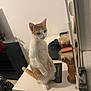 cat, orange_and_white, standing, table, indoor, headphones, drum, plant, furniture, white_wall, curious, pet, domestic, animal, ears, tail, paw, looking, household_items, minimalistic