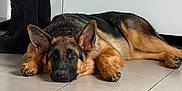 Volt a rejoint le concours — aidez-le/la à gagner de superbes lots ! german_shepherd, dog, puppy, lying_down, floor, tile_floor, wood_floor, indoor, person, black_pants, ears, paws, pet, canine, domestic_animal, looking_up, resting, animal, young_dog, companion
