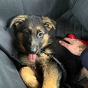 Volt a rejoint le concours — aidez-le/la à gagner de superbes lots ! puppy, dog, german_shepherd, tongue_out, pet, hand, cushion, black_fur, brown_fur, leash, collar, playful, cute, indoor, resting, young_dog, animal, fur, canine, companion