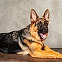 Volt a rejoint le concours — aidez-le/la à gagner de superbes lots ! german_shepherd, dog, canine, pet, animal, lying_down, brown_fur, black_fur, ears_up, alert, happy, mouth_open, tongue_out, indoor, studio, portrait, fur, paw, face, background