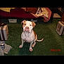 Moe is registered to the contest to win money with this photo: animal, blanket, brown, canine, carpet, companion, couch, cozy, dog, floor, furniture, indoor, looking, pet, relaxing, room, sitting, timestamp, vintage, white