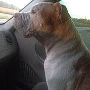 Moe is registered to the contest to win money with this photo: animal, calm, canine, car, daylight, dog, ears, fur, indoor, looking_out, muzzle, passenger_seat, pet, road, seat, side_profile, transportation, travel, window, wrinkles
