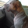 animal, calm, canine, car, daylight, dog, ears, fur, indoor, looking_out, muzzle, passenger_seat, pet, road, seat, side_profile, transportation, travel, window, wrinkles