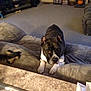 appliance, brindle, canine, carpet, couch, countertop, curious, dog, domestic, dvd_shelf, ears, furniture, home, indoor, living_room, looking, paws, pet, relaxed, toy