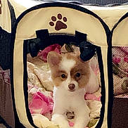 Coco Pham joined the competition — help win amazing prizes! animal, blanket, brown_and_white, canine, comfort, cozy, cute, dog, floor, fur, home, indoor, paw_print, pet_tent, puppy, relaxed, resting, small_dog, soft, toy