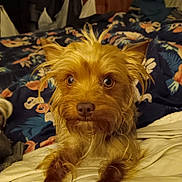 Peanut joined the competition — help win amazing prizes! dog, pet, animal, bed, blanket, fur, cute, portrait, indoors, canine, eyes, nose, whiskers, curious, small_dog, scruffy, brown_fur, face, resting, cozy