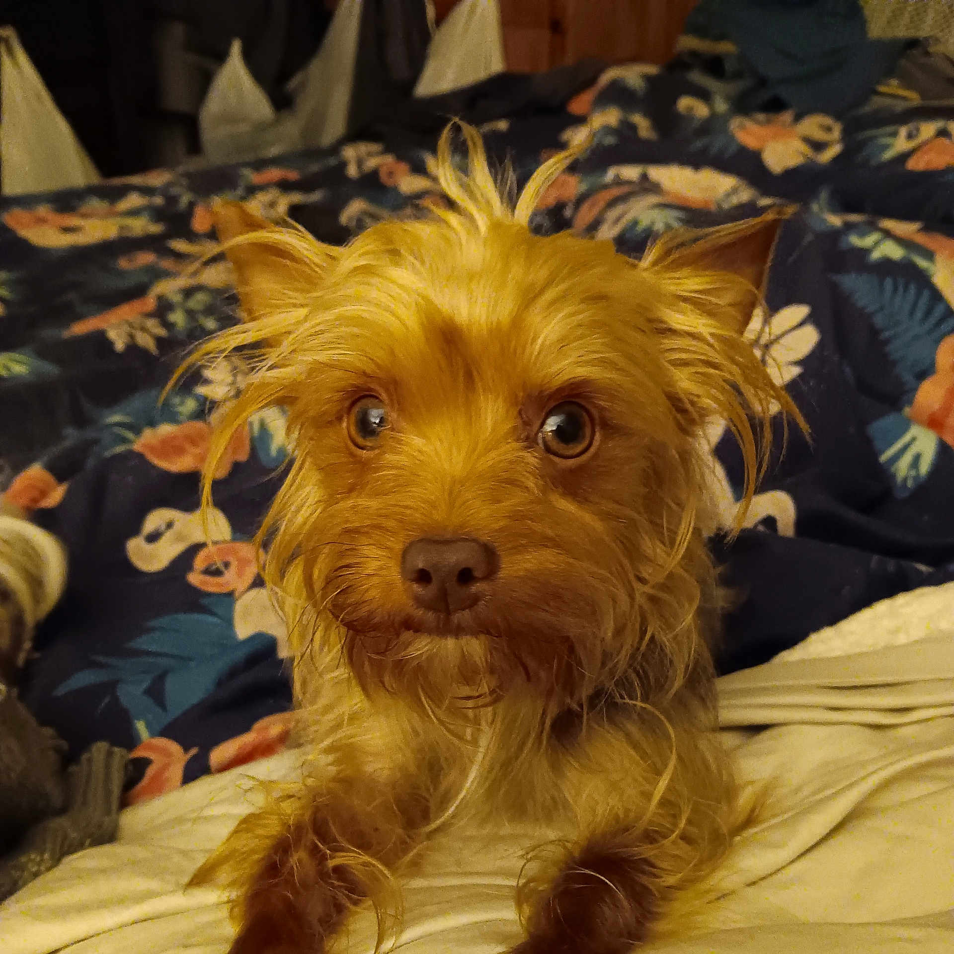 Peanut