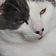 Mylo is registered to the contest to win money with this photo: cat, close_up, feline, whiskers, sleepy, relaxed, pet, fur, black_and_white, green_eyes, animal, cute, domestic_animal, face, portrait, indoors, soft_light, mammal, calm, resting