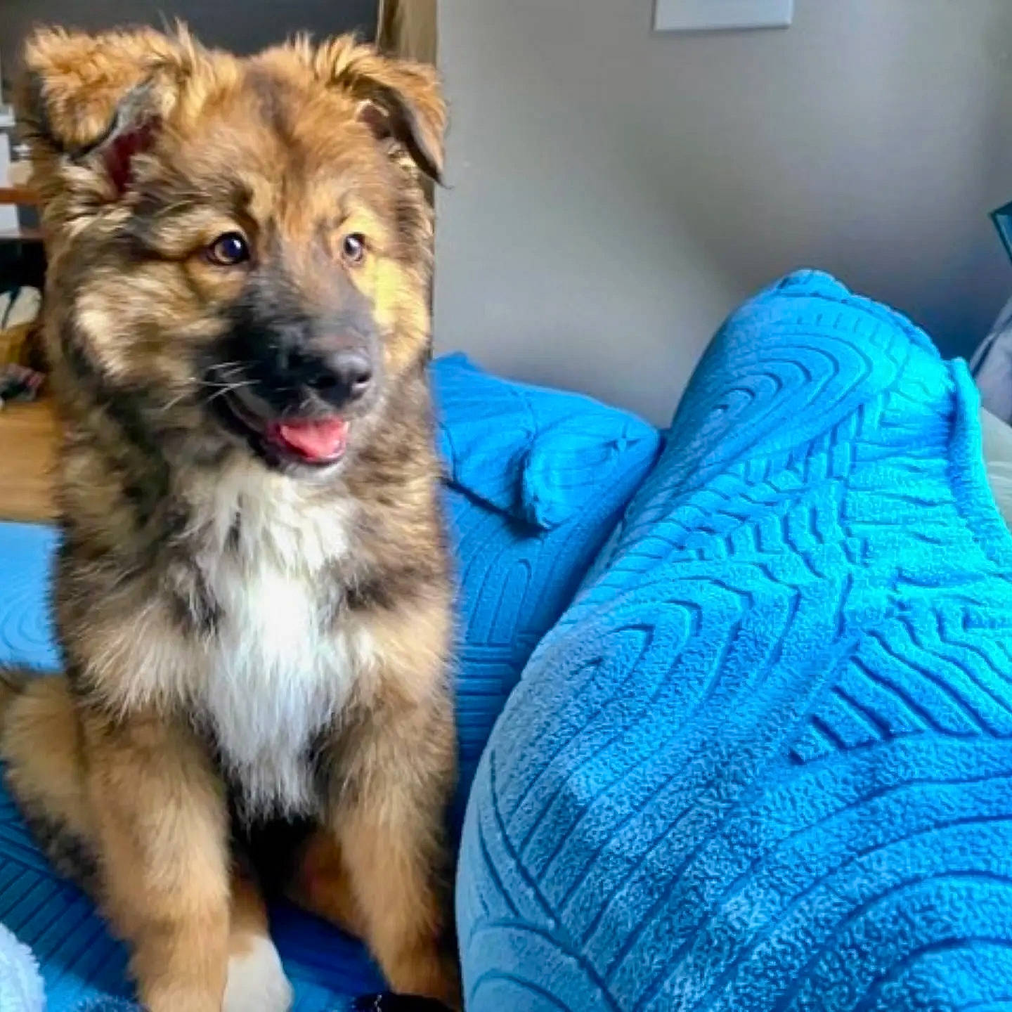 Osito joined the competition — help win amazing prizes! ancient_dog_breeds, carnivore, comfort, companion_dog, dog, dog_breed, dog_supply, east_european_shepherd, electric_blue, fawn, fur, german_shepherd_dog, herding_dog, king_shepherd, linens, paw, sporting_group, terrestrial_animal, working_animal, working_dog