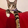 cat, tabby, pet, animal, kitten, collar, purple_collar, red_cushion, couch, indoors, portrait, close_up, sitting, lying_down, stretched_paw, white_paws, striped_fur, green_eyes, whiskers, cute