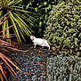 cat, white_cat, garden, plants, bushes, greenery, outdoor, foliage, leaves, stones, nature, pet, animal, curious, exploring, ground, small_animal, walking, daylight, quiet