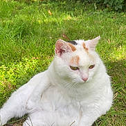Mina participe au concours pour gagner de l'argent avec cette photo : cat, white_cat, orange_patch, black_patch, grass, greenery, outdoor, pet, animal, relaxed, nature, fur, whiskers, ears, paws, sitting, sunlight, garden, leaf, yellow_flower