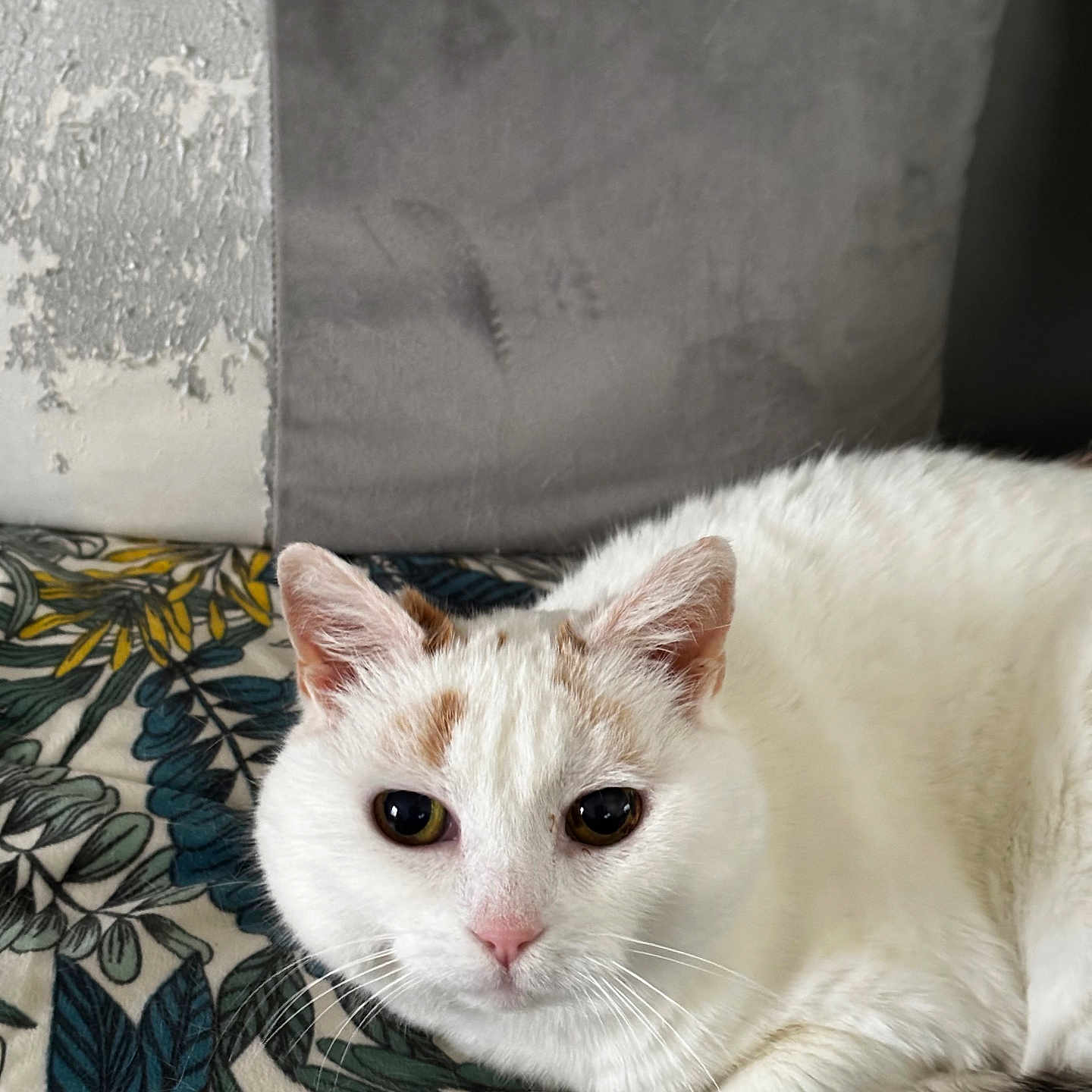 Mina participe au concours pour gagner de l'argent avec cette photo : animal, blanket, cat, close_up, cushion, cute, domestic_cat, fur, gray, indoor, leaf_print, looking_at_camera, orange_patches, pattern, pet, relaxed, resting, texture, whiskers, white_cat