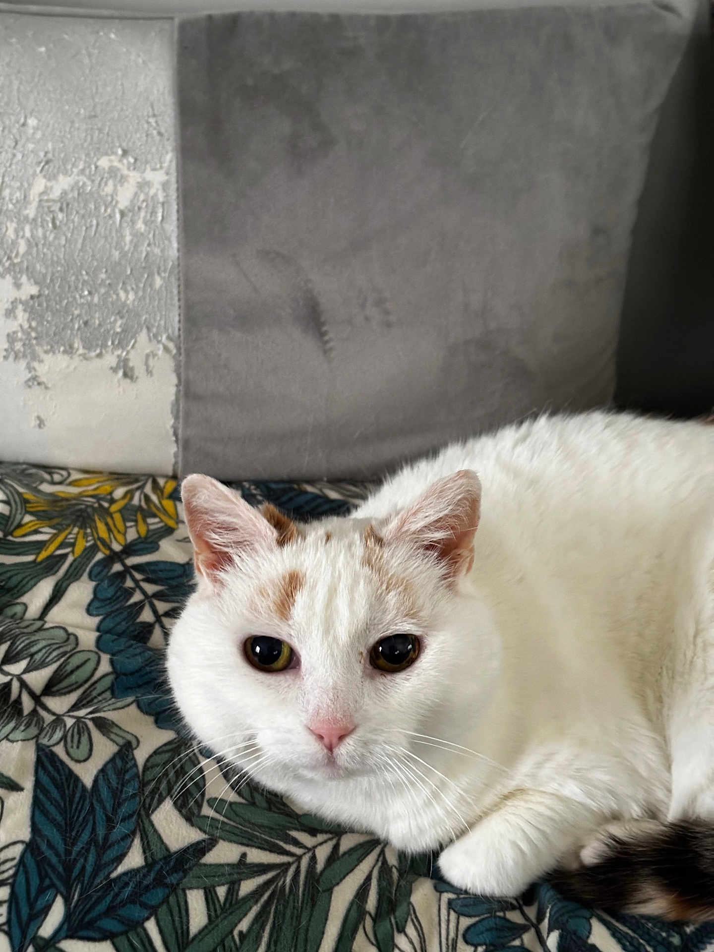 Mina participe au concours pour gagner de l'argent avec cette photo : cat, white_cat, orange_patches, pet, domestic_cat, fur, whiskers, animal, cute, relaxed, indoor, blanket, pattern, leaf_print, cushion, gray, texture, close_up, looking_at_camera, resting