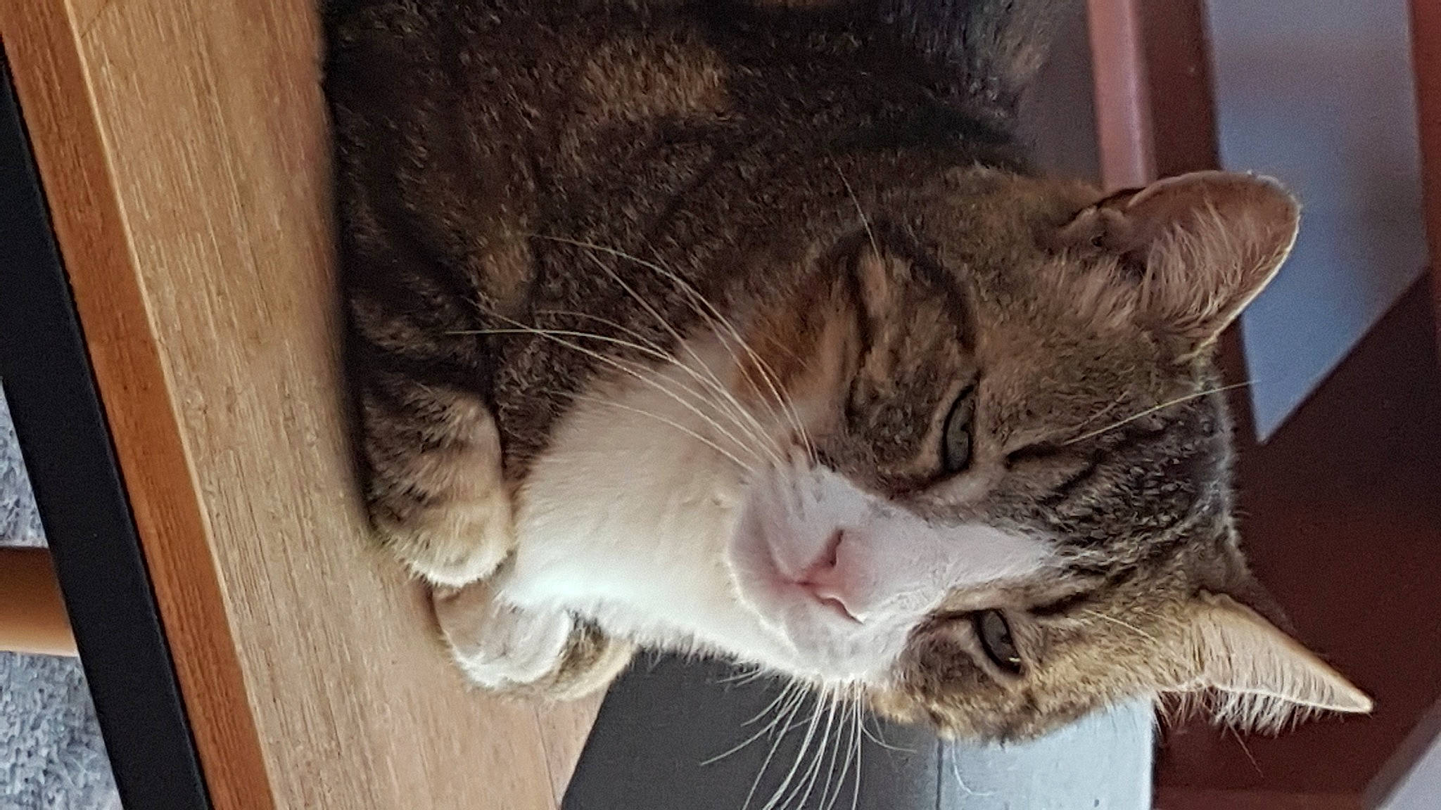 Gribouille participe au concours pour gagner de l'argent avec cette photo : carnivore, cat, claw, collar, domestic_short_haired_cat, ear, fang, felidae, fur, jaw, nap, paw, small_to_medium_sized_cats, snout, tail, whiskers, window, yawn