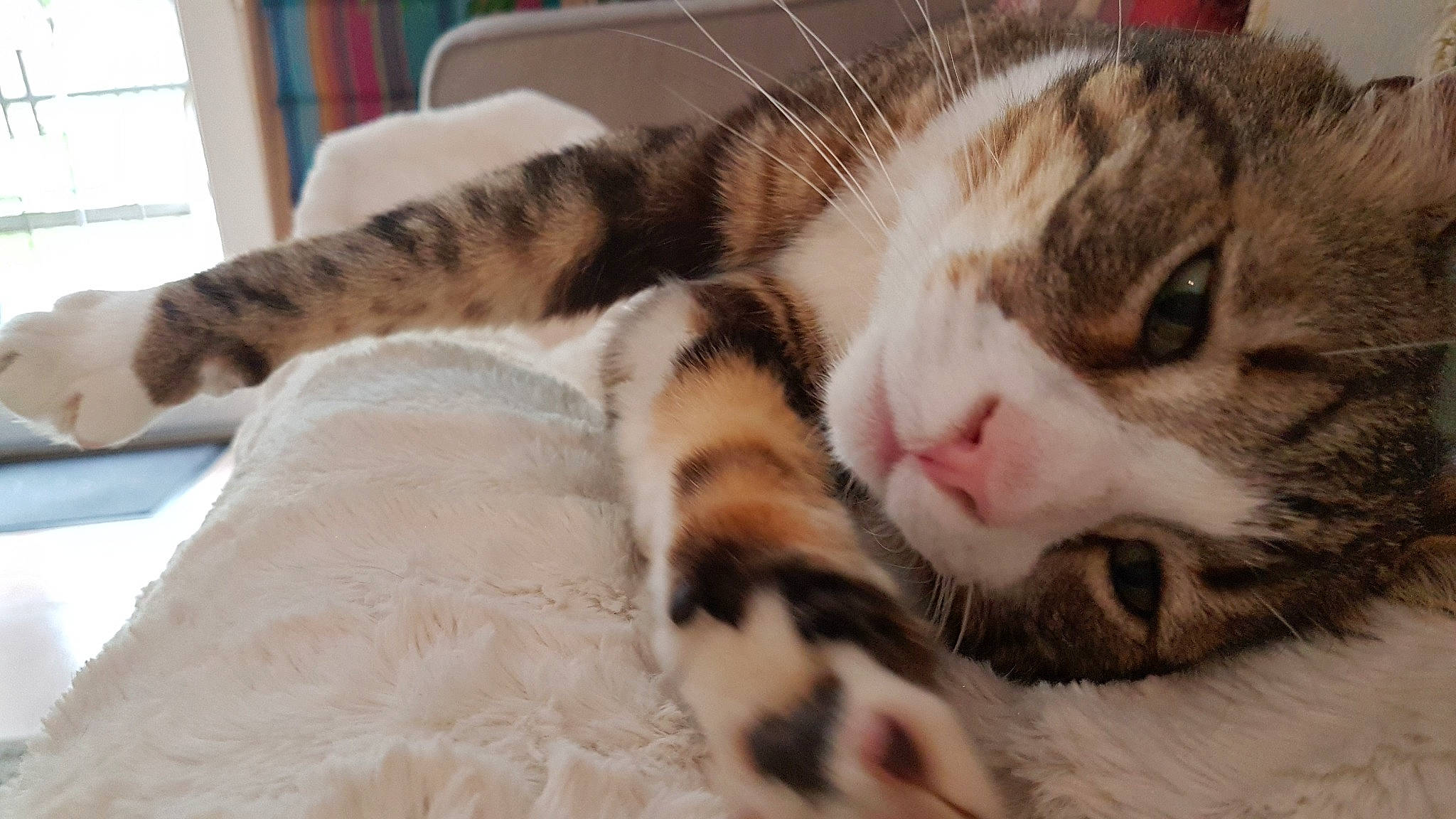 Gribouille a rejoint le concours — aidez-le/la à gagner de superbes lots ! bed, bedding, carnivore, cat, claw, comfort, domestic_short_haired_cat, fawn, felidae, fur, linens, nap, paw, sleep, small_to_medium_sized_cats, snout, tail, terrestrial_animal, whiskers, wood