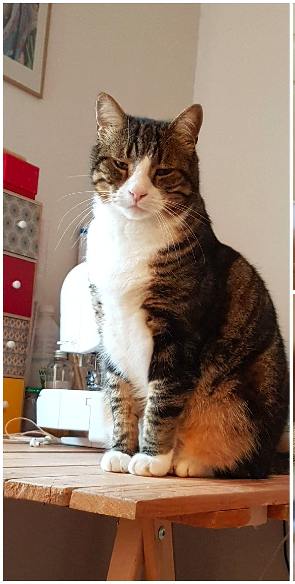 Gribouille participe au concours pour gagner de l'argent avec cette photo : box, carnivore, cat, cat_supply, domestic_short_haired_cat, felidae, fur, paw, pet_supply, rectangle, sitting, small_to_medium_sized_cats, snout, tail, whiskers, window