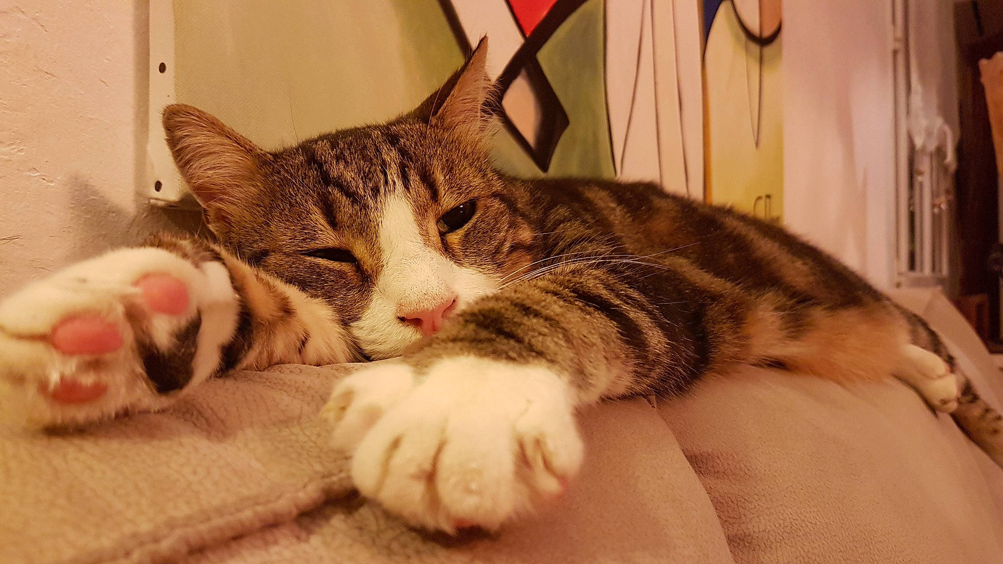 Gribouille a rejoint le concours — aidez-le/la à gagner de superbes lots ! carnivore, cat, cat_supply, claw, comfort, domestic_short_haired_cat, felidae, foot, fur, human_leg, nap, paw, sleep, small_to_medium_sized_cats, snout, tail, wall_plate, whiskers