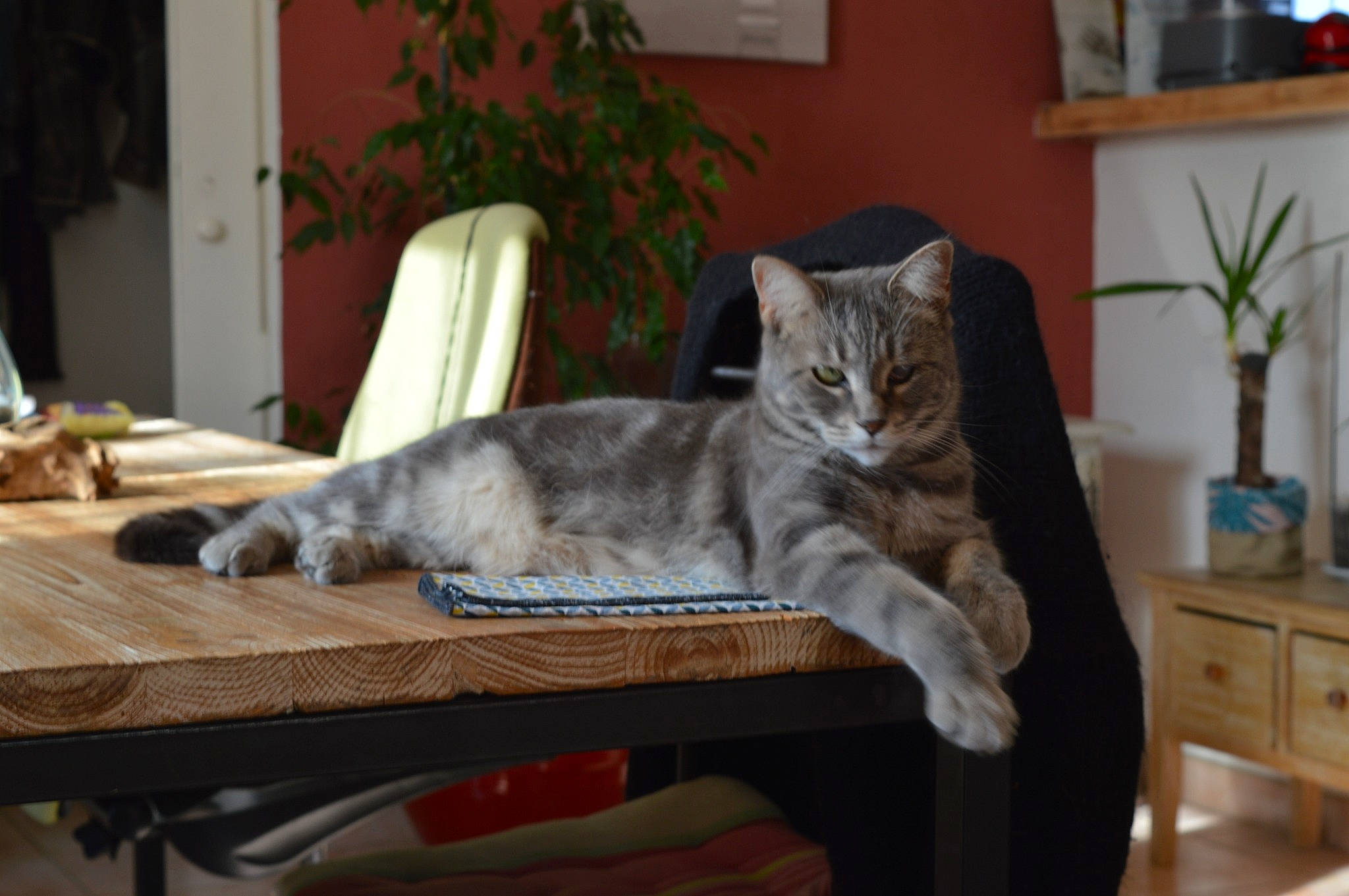 Satine participe au concours pour gagner de l'argent avec cette photo : cabinetry, carnivore, cat, comfort, drawer, dresser, felidae, flowerpot, furniture, grey, hardwood, houseplant, mammal, plant, small_to_medium_sized_cats, table, tail, whiskers, window, wood