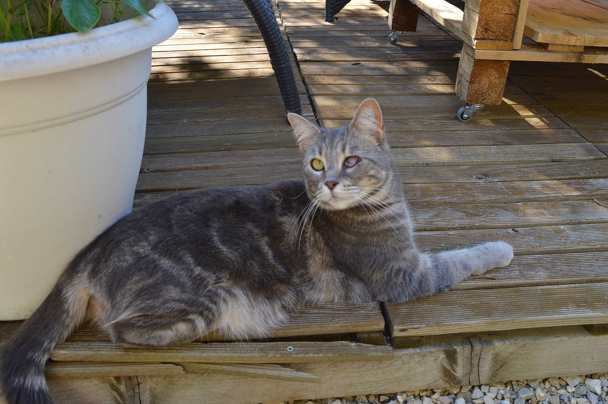 Satine participe au concours pour gagner de l'argent avec cette photo : carnivore, cat, domestic_short_haired_cat, felidae, flowerpot, fur, grass, grey, hardwood, houseplant, pet_supply, plant, sitting, small_to_medium_sized_cats, snout, tail, terrestrial_animal, whiskers, window, wood
