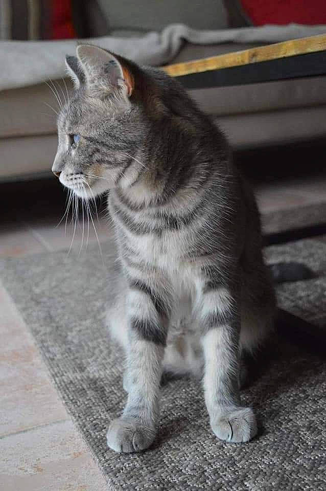 Satine a rejoint le concours — aidez-le/la à gagner de superbes lots ! asphalt, carnivore, cat, claw, domestic_short_haired_cat, felidae, flooring, fur, grey, monochrome, monochrome_photography, paw, road_surface, sitting, small_to_medium_sized_cats, snout, tail, terrestrial_animal, whiskers, window