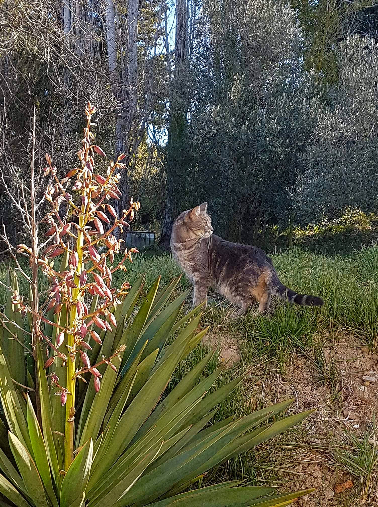 Satine participe au concours pour gagner de l'argent avec cette photo : arecales, biome, botany, carnivore, cat, fawn, felidae, flower, grass, groundcover, landscape, leaf, natural_environment, plant, plant_community, shrub, terrestrial_plant, tree, vegetation, woody_plant