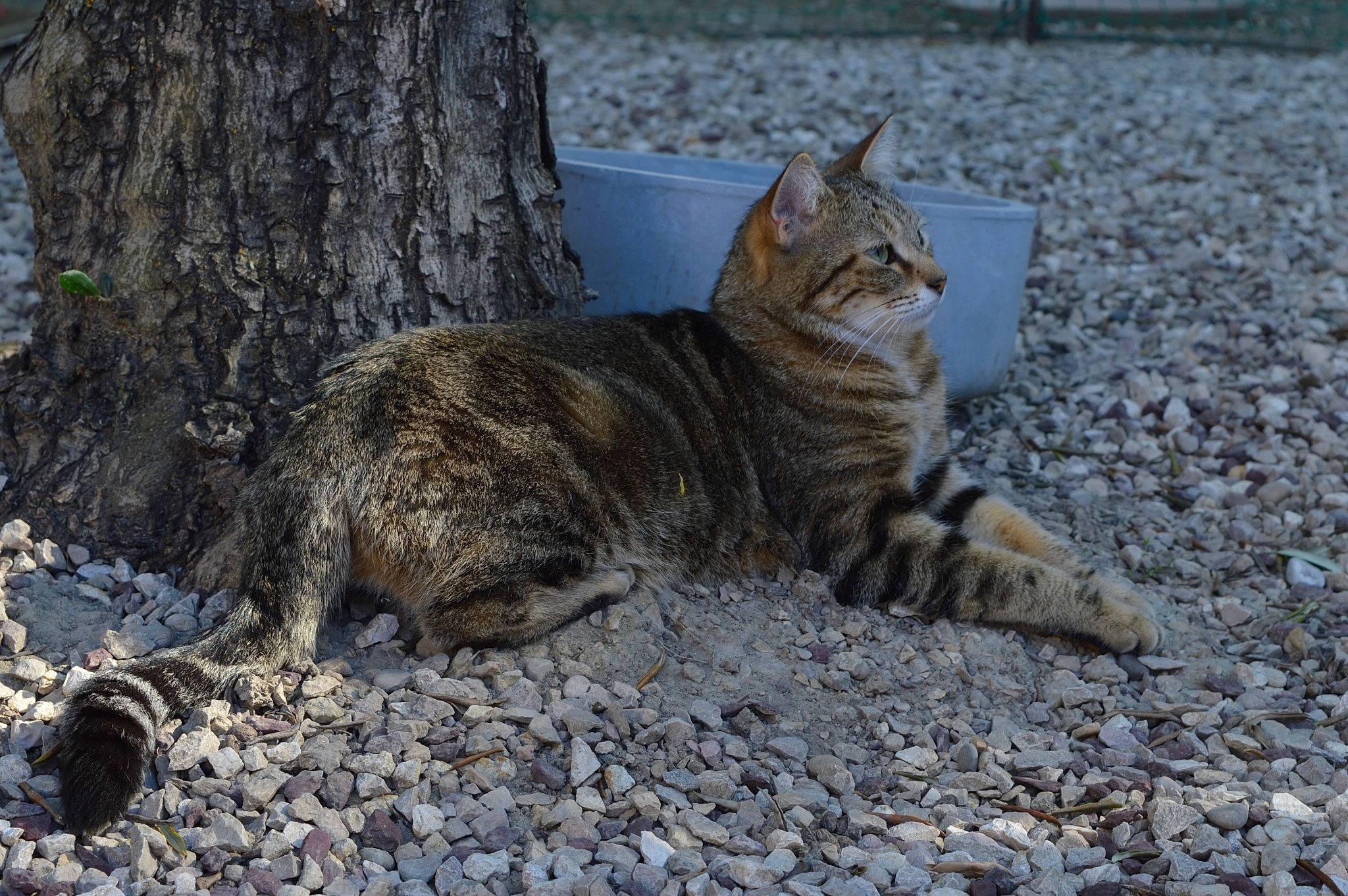 Nephty a rejoint le concours — aidez-le/la à gagner de superbes lots ! bedrock, carnivore, cat, claw, domestic_short_haired_cat, fawn, felidae, fur, grass, paw, road_surface, small_to_medium_sized_cats, soil, tail, terrestrial_animal, tree, trunk, whiskers, wildlife, wood