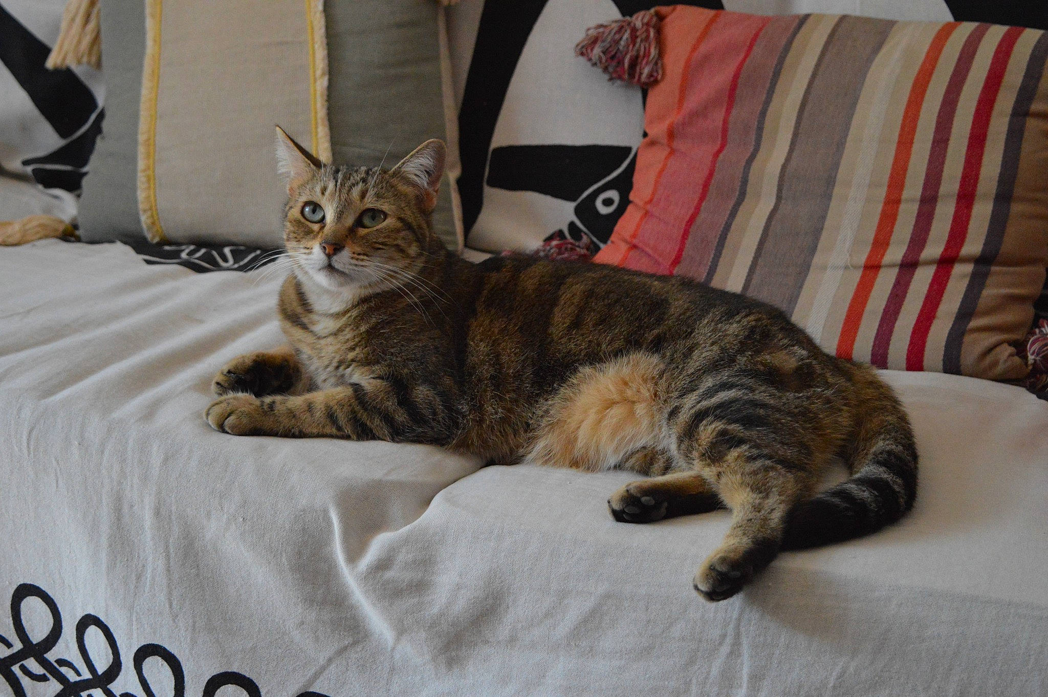 Nephty participe au concours pour gagner de l'argent avec cette photo : bed, bedding, carnivore, cat, claw, comfort, couch, domestic_short_haired_cat, felidae, fur, linens, paw, room, small_to_medium_sized_cats, tail, terrestrial_animal, tree, whiskers